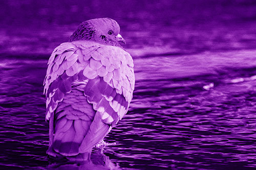 Pigeon Glancing Backwards Among River Water (Purple Shade Photo)