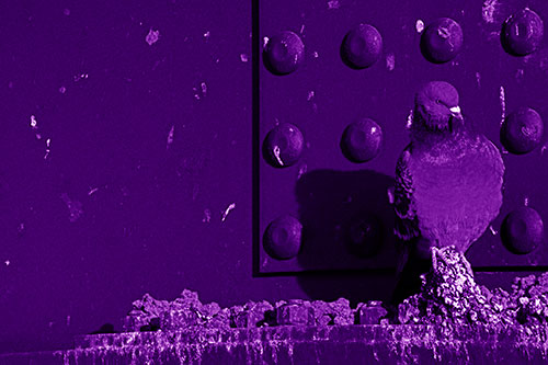 Pigeon Keeping Watch Among Dirty Bridge Steel (Purple Shade)