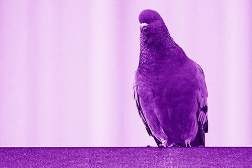 Pigeon Keeping Watch Atop Metal Roof Ledge (Purple Shade Photo)