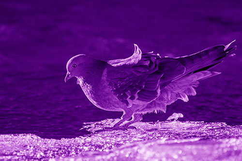 Pigeon Peeking Over Frozen River Ice Edge (Purple Shade Photo)