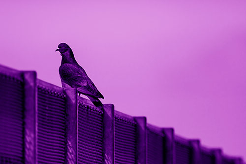 Pigeon Standing Atop Steel Guardrail (Purple Shade Photo)