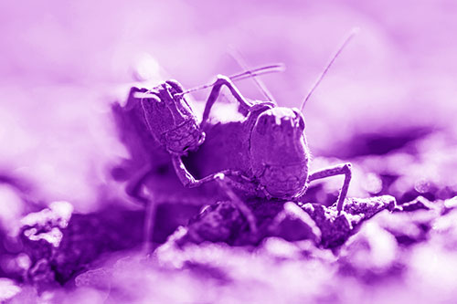 Piggybacking Grasshopper Goes For Ride (Purple Shade Photo)