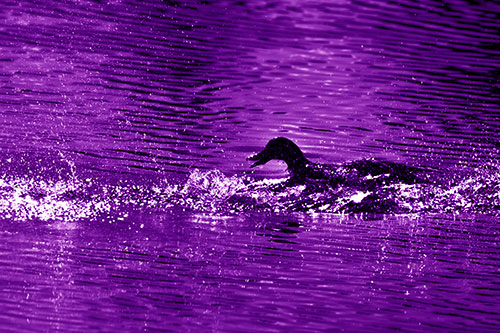 Playful Mallard Duck Gets Splashed Among Lake Horizon (Purple Shade)