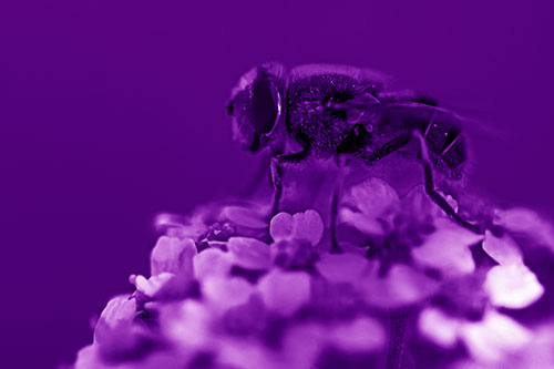 Pollen Covered Hoverfly Standing Atop Flower Petals (Purple Shade Photo)