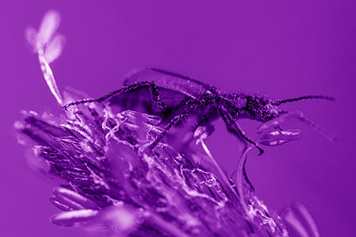 Pollen Covered Scarlet Malachite Beetle Hugging Flower Stem (Purple Shade)