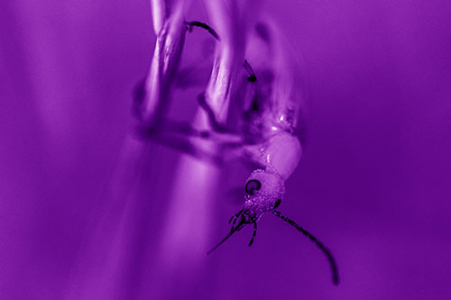 Pollen Faced Blister Beetle Hangs Onto Plant Stem (Purple Shade)