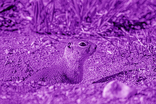 Prairie Dog Emerges From Dirt Tunnel (Purple Shade Photo)