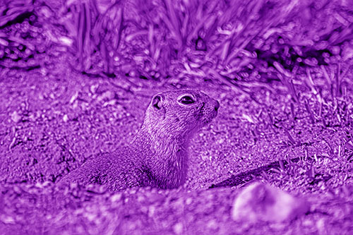 Prairie Dog Emerges From Dirt Tunnel (Purple Shade)