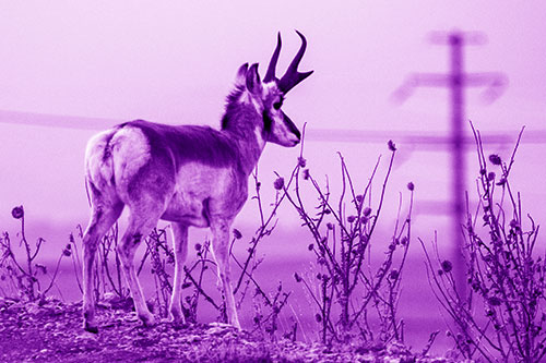 Pronghorn Gazes Powerlines Beyond Spiky Thistles (Purple Shade Photo)