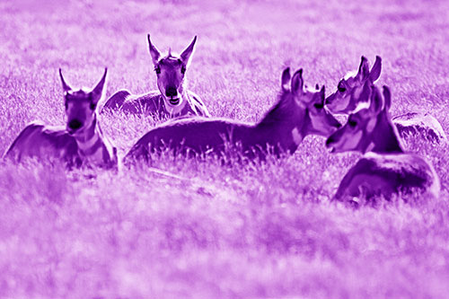 Pronghorn Herd Rest Among Grass (Purple Shade Photo)