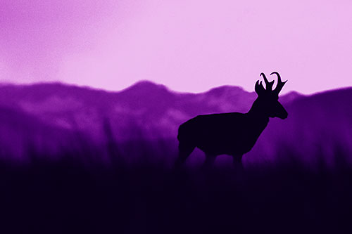 Pronghorn Silhouette Across Mountain Range (Purple Shade Photo)