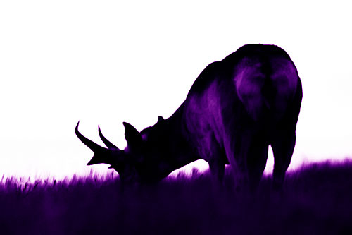 Pronghorn Silhouette Eating Grass (Purple Shade Photo)