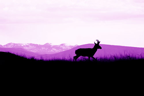Pronghorn Silhouette On The Prowl (Purple Shade)