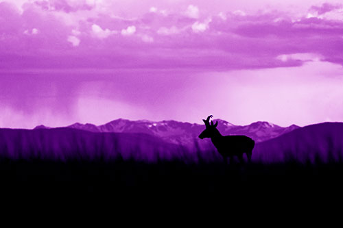 Pronghorn Silhouette Overtakes Stormy Mountain Range (Purple Shade Photo)