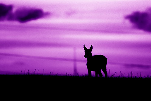Pronghorn Silhouette Watches Sunset Atop Grassy Hill (Purple Shade Photo)