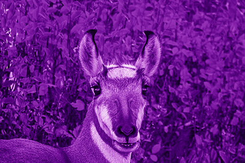 Pronghorn Snacking Among Autumn Leaves (Purple Shade Photo)