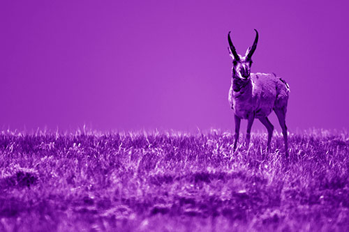 Pronghorn Standing Along Grassy Horizon (Purple Shade Photo)