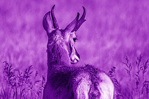 Pronghorn Watching Annoying Fly Buzzing Around (Purple Shade)
