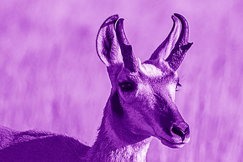 Pronghorn Watching Surroundings Among Sunlight (Purple Shade)