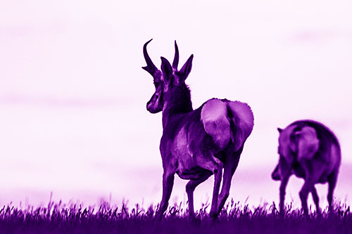 Pronghorns Begin Sprinting Towards Herd (Purple Shade Photo)