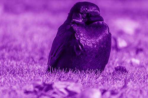 Puffy Crow Standing Guard Among Leaf Covered Grass (Purple Shade Photo)