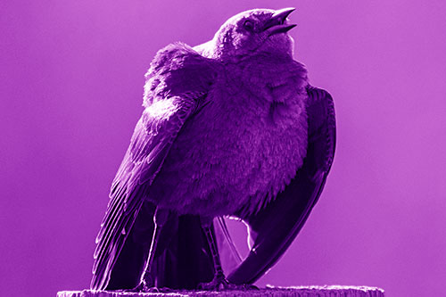 Puffy Female Grackle Croaking Atop Wooden Fence Post (Purple Shade Photo)