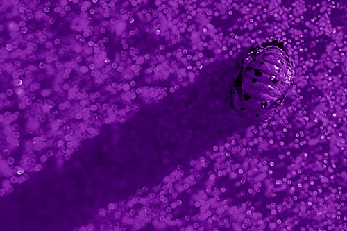 Pupa Convergent Lady Beetle Casts Shadow Among Sparkles (Purple Shade Photo)