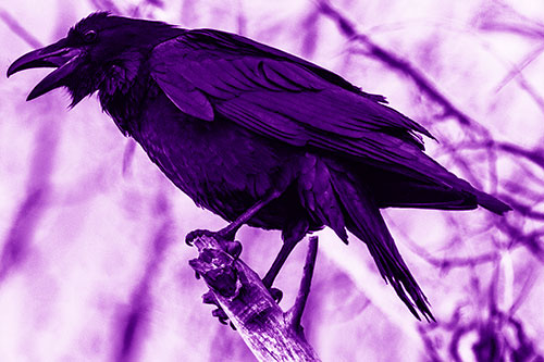 Raven Croaking Among Tree Branches (Purple Shade Photo)