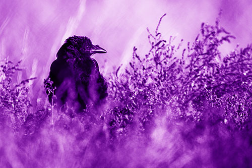 Raven Glancing Sideways Among Plants (Purple Shade Photo)