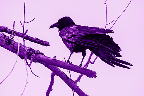 Raven Grips Onto Broken Tree Branch (Purple Shade Photo)
