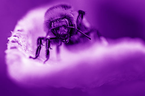 Red Belted Bumble Bee Crawling Flower Petal Edge (Purple Shade)