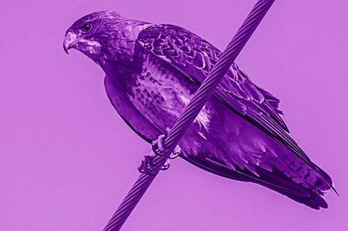 Red Tailed Hawk Perched Atop Powerline Wire (Purple Shade)