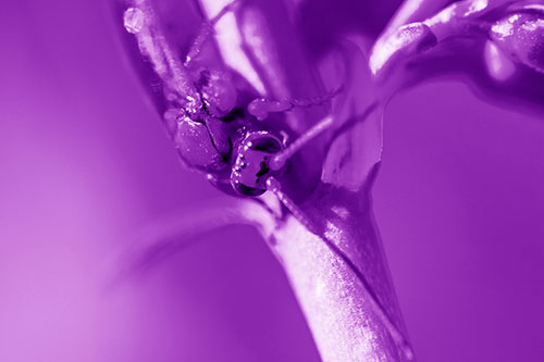 Red Wasp Crawling Down Flower Stem (Purple Shade Photo)