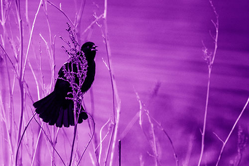 Red Winged Blackbird Chirping From Plant Top (Purple Shade Photo)