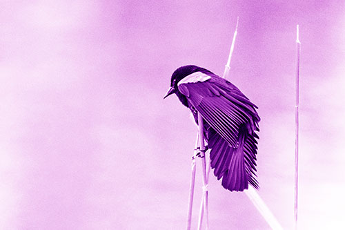 Red Winged Blackbird Clasping Onto Sticks (Purple Shade Photo)