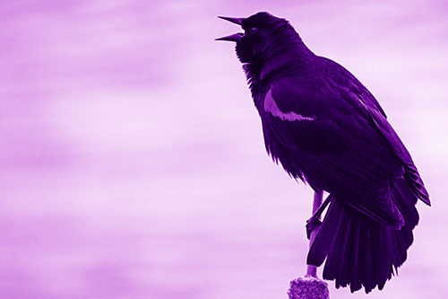 Red Winged Blackbird Singing Atop Cattail Branch (Purple Shade)