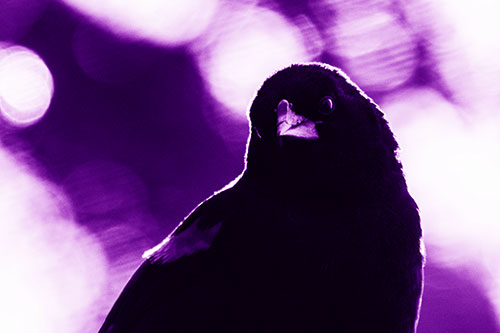 Red Winged Blackbird Tilting Head Among Sunlight (Purple Shade Photo)