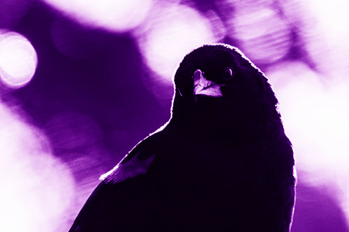 Red Winged Blackbird Tilting Head Among Sunlight (Purple Shade)