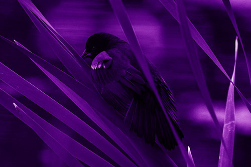 Red Winged Blackbird Watching Atop Water Reed Grass (Purple Shade Photo)