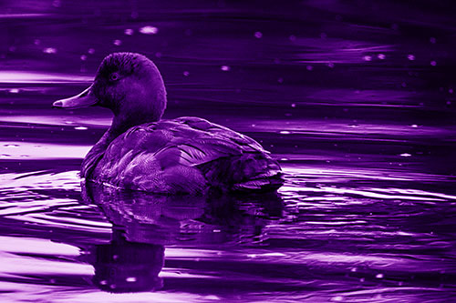 Redhead Duck Floating Atop Lake Water (Purple Shade Photo)