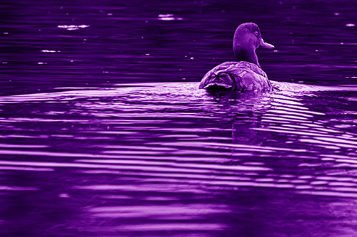 Redhead Duck Swimming Across Water (Purple Shade Photo)