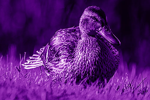 Rested Mallard Duck Rises To Feet (Purple Shade Photo)
