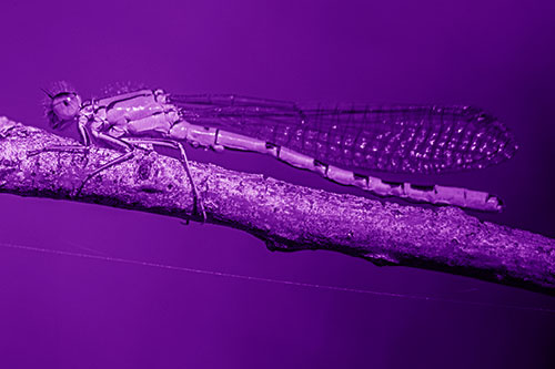 Resting Damselfly Spread Across Branch (Purple Shade)