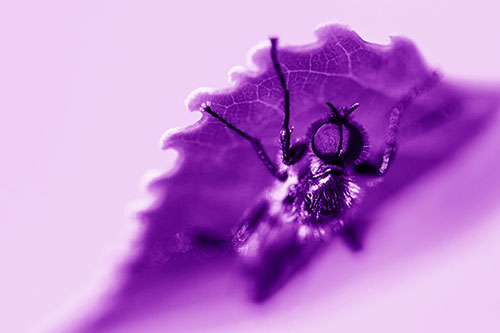 Resting March Fly Seeks Shade Beneath Leaf Petal (Purple Shade)