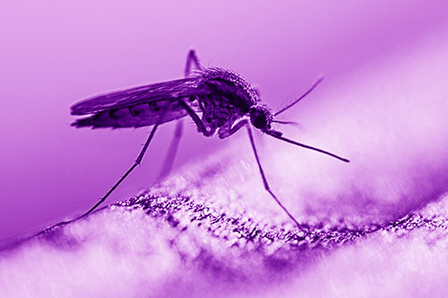 Resting Mosquito Awaits Warmth Among Sunlight (Purple Shade)