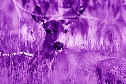 Resting White Tailed Deer Watches Surroundings (Purple Shade Photo)