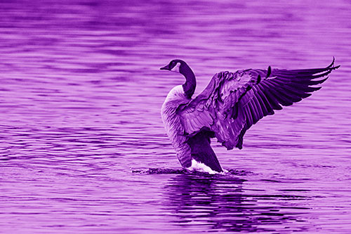 Rising Canadian Goose Spreading Wings Among Lake Top (Purple Shade)