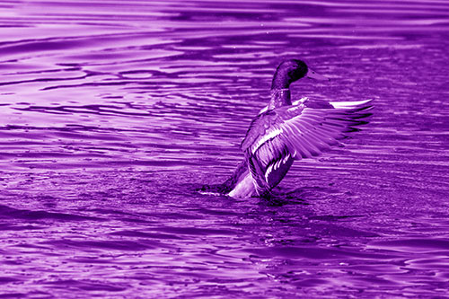 Rising Mallard Duck Flapping Wings Among Rippling Water (Purple Shade)