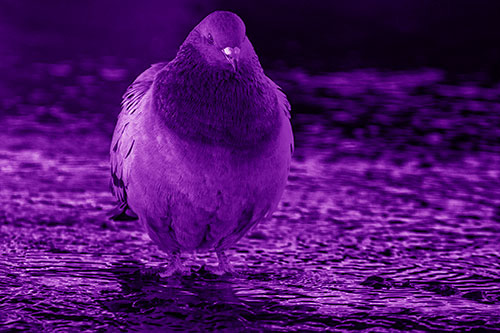 River Standing Pigeon Watching Ahead (Purple Shade Photo)