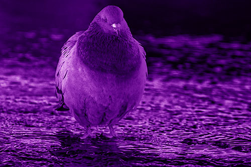 River Standing Pigeon Watching Ahead (Purple Shade)